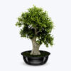 Delray Plants