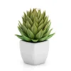 Jade Plant