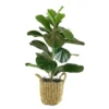 Eco Ocean Jasmine Plant